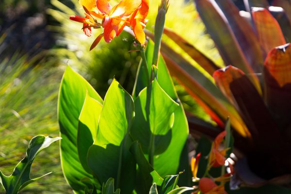 Tropical gardens at The Lily Pad at Byron