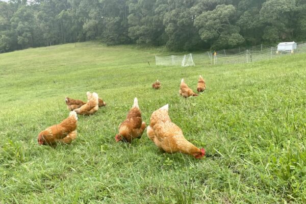 Free ranging in the paddock